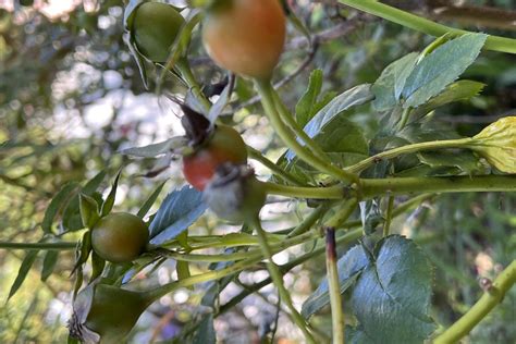 Rose hips’ seedpods provide a pop of color in the fall and winter garden